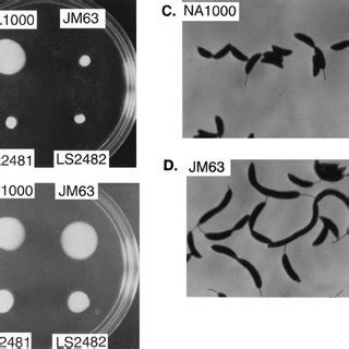 Phenotype Of Three New Nonmotile C Crescentus Mutants A Wild Type