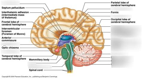 brain structures (diencephalon/brain stem/cerebellum) Diagram | Quizlet