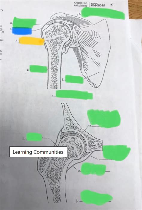 Humeroscapular and Acetabulofemoral Joints Diagram | Quizlet