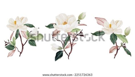 Watercolor White Magnolia Flower Leaf Bouquet Stock Vector Royalty