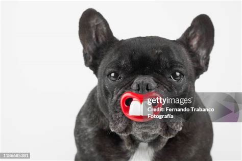 Bulldog With Lipstick Kisses Photos and Premium High Res Pictures ...