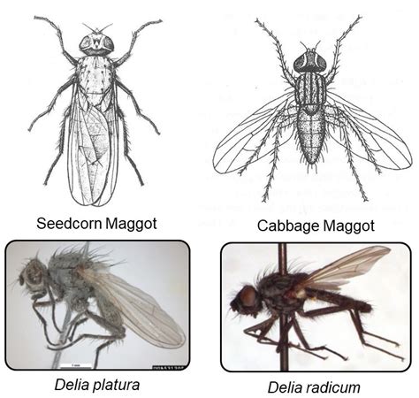 House Fly Larvae - Livingroom Ideas