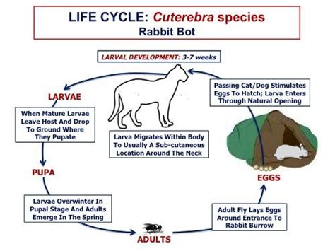 Cuterebra species — rabbit bot - Learn About Parasites - Western ...