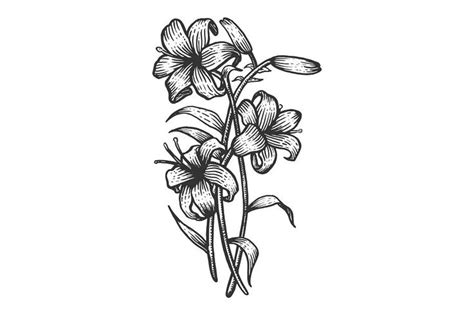 Lily flower sketch engraving vector