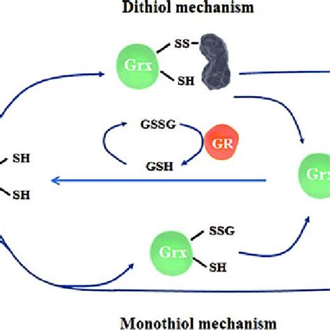 Two Proposed Mechanisms For Grx Catalyzed Degulathionylation The