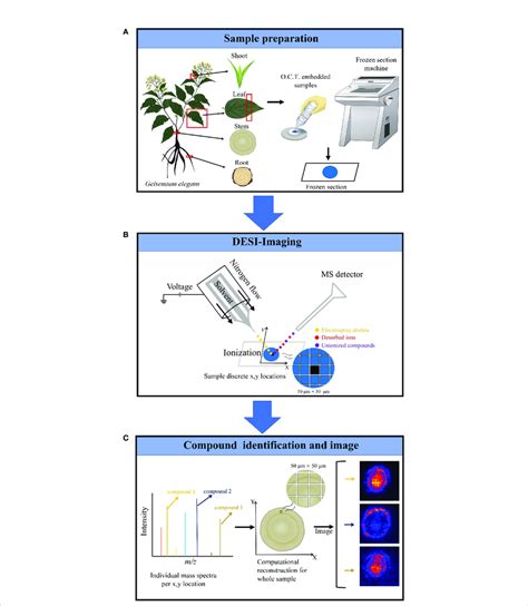 Desi Ms Imaging Experiment Workflow A The Plant Sample Preparation