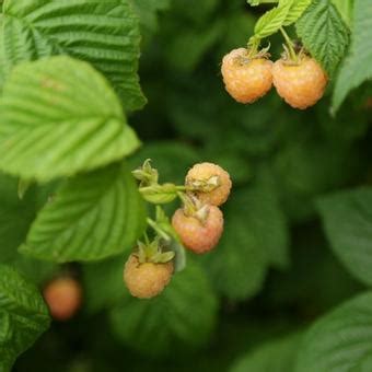 Gele Framboos Herfstframboos Rubus Idaeus Fallgold Planten