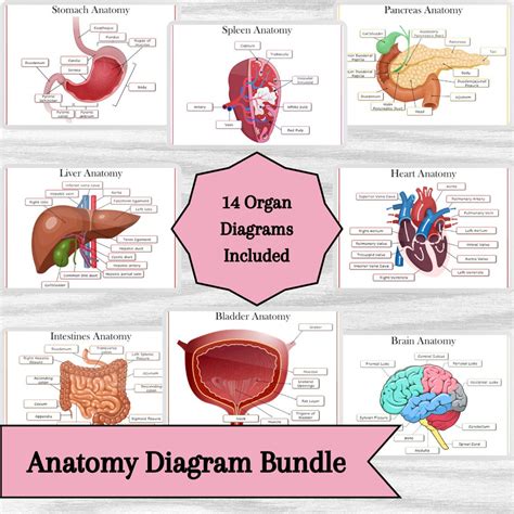 Organ Anatomy Diagram Bundle for Biology, Medical and Nursing Students ...
