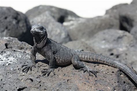 Wildlife Photography on the Galapagos Islands | Galapagos islands, Galapagos, Wildlife photography