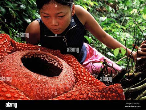 A Woman Looks At A Specimen Of Rafflesia Arnoldii Which Is A Member Of