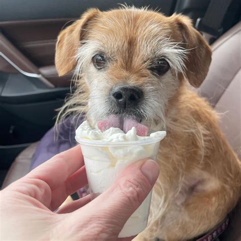 The Secret Starbucks Puppuccino Whats In It And Is It Safe For Dogs