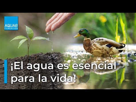 Intacto R cumpleaños la importancia del agua en el medio ambiente