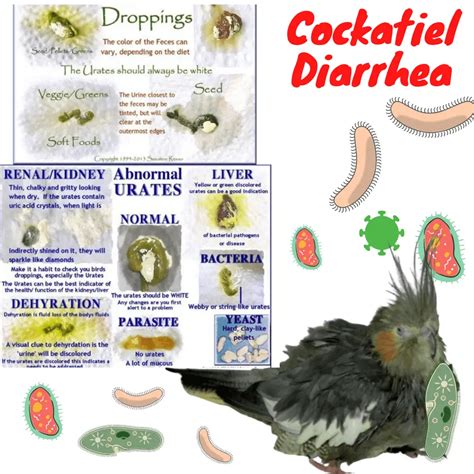 Cockatiel diarrhea - Symptoms | How to treat polyuria in birds