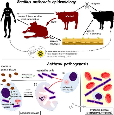 Jmm Profile Bacillus Anthracis Microbiology Society