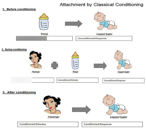 ATTACHMENT Diagram Quizlet