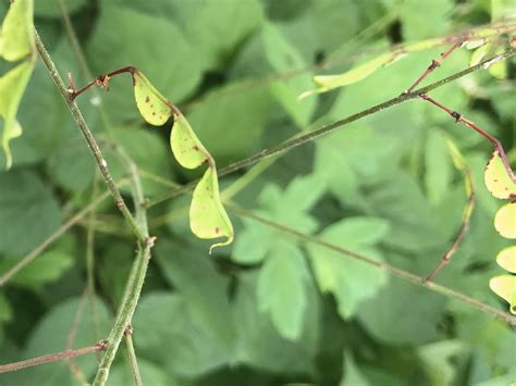Wisconsin Wildflower | Pointed-leaf Tick-trefoil | Desmodium glutinosum