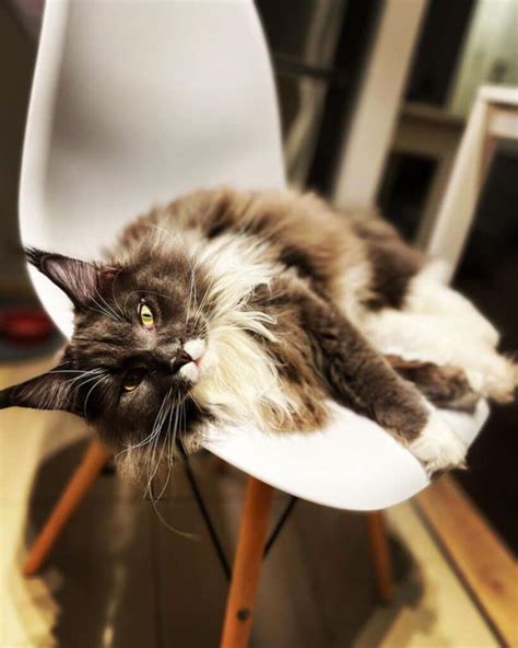 31 Calico Maine Coon Cats That Deserve An "Awww" - MaineCoon.org