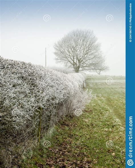 Frost Covered Farmland Showing Extreme Temperature Changes Stock Image