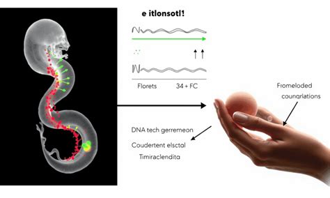 The Age Of Amy Tyger Unraveling The Mystery Of Human Embryonic Development