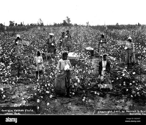 Cotton Plantations Today