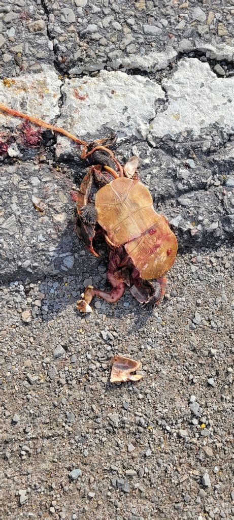 Midland Painted Turtle From Front Of Yonge On K E Canada On June