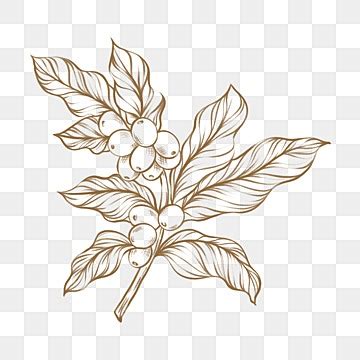 Coffee Leaf PNG Vector PSD And Clipart With Transparent Background