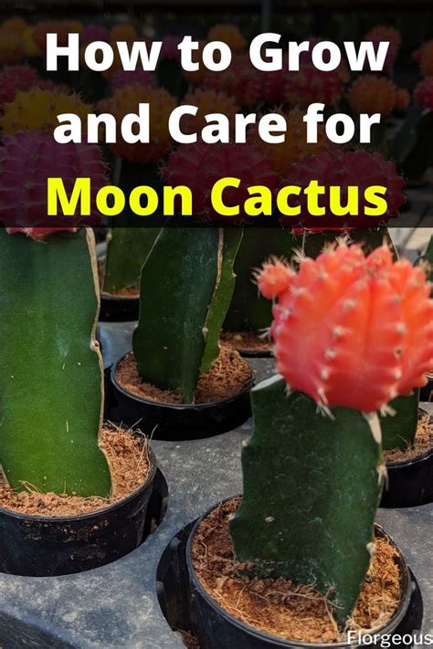 How To Care For Moon Cactus Indoor Cactus Plants Cactus Care