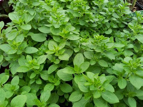 Origanum Vulgare Compactum Stock Image Image Of Green Texture