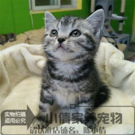 美短活体纯种猫美国短毛猫银虎斑美短加白起司宠物猫幼猫包邮q虎窝淘