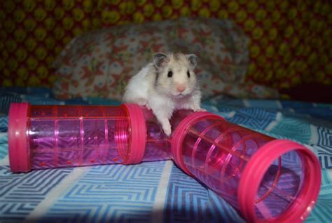 Hamster Bin Cages By Philippine Hamster Keepers