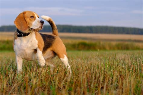 Hunting Dog Profile: The Adorable and Athletic Beagle | GearJunkie