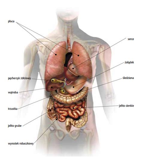 Podstawy anatomii człowieka Biorezonans Kraków