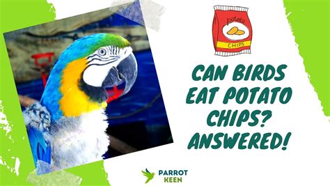 Can Birds Eat Potato Chips The Surprising Answer Parrotkeen