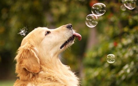 Golden Retriever Wallpapers - Wallpaper Cave