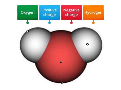 Label the Water Molecule - Labelled diagram