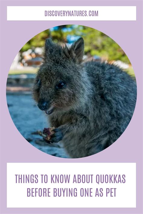 Quokka Predators What You Need To Know About The Declining Population Of Quokkas In The Wild