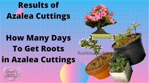 Azalea Bonsai How Many Days To Get Roots On Azalea Cuttings Results