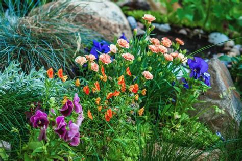 Trawy Na Skalniak Gatunki I Uprawa Traw Ozdobnych Gardeneo