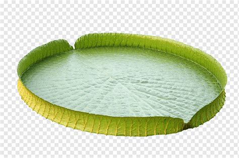 Victoria Amazonica Water Lily Leaf Nelumbo Nucifera Lotus Effect Lotus