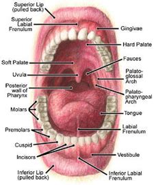 Patient-info - Education - Teeth and Mouth Anatomy - Care 4 Teeth ...