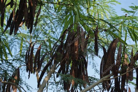 Leucaena Leucocephala Jumbay Tamarindo De Río Subabul Popinac Blanco árbol De Plomo Blanco