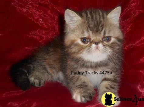 Exotic Shorthair Kitten For Sale Gorgeous Brown Patched Tabby Exotic