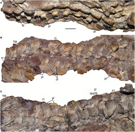 Postcranial Morphology Of The Early Triassic Epicynodont Galesaurus