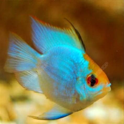 แรมสนบลโกล Blue Gold Ram Mikrogeophagus Ramirezi ขายเซทละ 2ตว 5