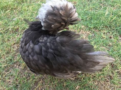 170 Gallina Polaca Fotografías De Stock Fotos E Imágenes Libres De