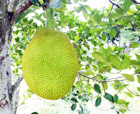 giant jackfruit on tree 7128465 Stock Photo at Vecteezy