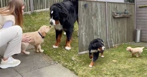 Mamma cos è questo coso il Bernese è nel panico dopo l incontro