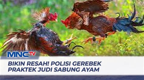 Bikin Resah Polisi Gerebek Praktek Judi Sabung Ayam Di Makassar Lim