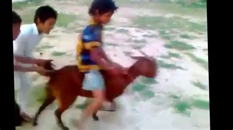 Goat Riding Funny Boy Riding Goat Youtube