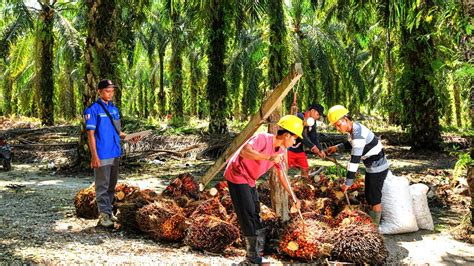 Berita Sawit Disbun Sulawesi Barat Tetapkan Harga TBS Sawit Periode